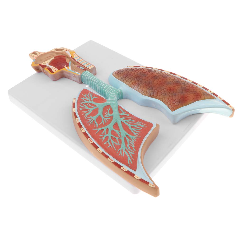 Buy SaniMomo Professional Human Organ Anatomical Respiratory System ...