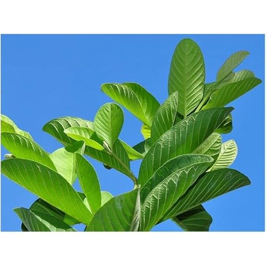 Payara Guava Leaves 50-Pack