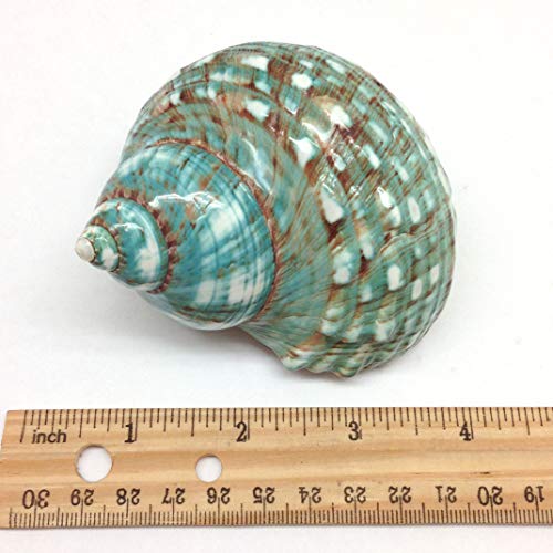Image of PEPPERLONELY Green Blue Gade Big Turbo Sea Shells, Large Hermit Crab Shells, 3 Inch ~ 3-1 /2 Inch