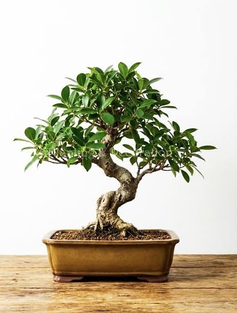 Ficus Ginseng Bonsai Tree Live Indoor Plant , Chinese Banyan tree bonsai Live Plant,Without pot/China Bot indoor -Ficus Microcarpa Live Plant,and Home Decor/Air purifiering indoor Plant,(pack of -1)B1-image-34