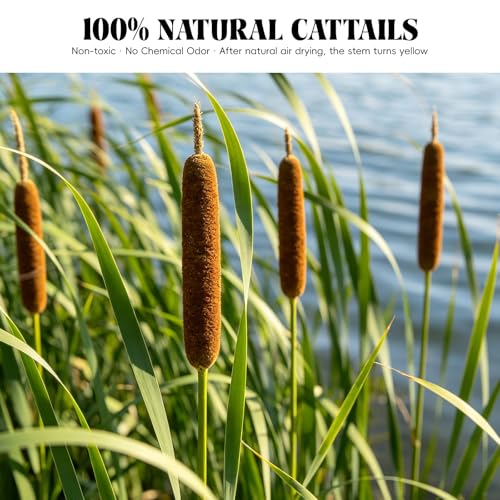 Flores Secas de Cattail Natural Pack 10 Unidades miniatura 3