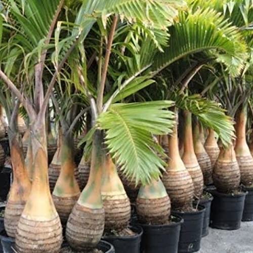 Bottle Palm Tree Indoor n Outdoor Plant (B0BLZLGSKT) Amazon Price History, Amazon Price Tracker