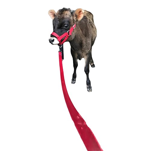 Miniatura 5 de Padded Cattle Halters Matching Lead LEASH Bull Cow Yearling Calf Newborn Handmade (Calf, Lime Green)
