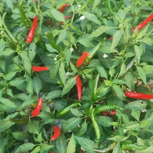 120 piezas semillas chile - resistentes al invierno para balcones, semillas de chile jalapeño, camas elevadas para jardín, decorativa ajedrea de