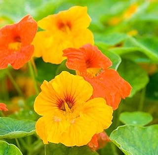 TomorrowSeeds - Dwarf Jewel Mix Nasturtium Seeds - 20+ Count Packet USA Garden Tropical Multicolor Flower Orange Yellow Se...