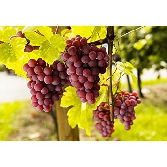 'Vanessa' Grape - Core Arms Hardy Grape Vine 60-100 cm Fungus Resistant & Yielding Light Red Sweet Grapes