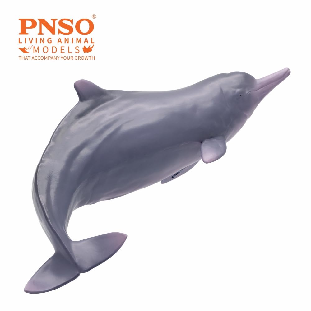 AMITD Living Animal:17 Xibao The Chinese White Dolphin