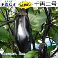 Amazon.co.jp: なす とげなし 千両二号 茄子 10.5cmポット苗