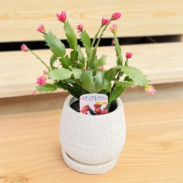 hisa デンマークカクタス 金平糖ファイヤー Q　発根済み 充実株 抜き苗 デンマークカクタス(シャコバサボテン) 3品種セット - メルカリ