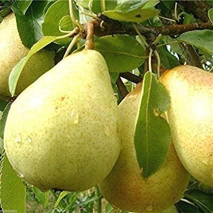 See full amazon price history chart for Mphmi Nashpati Plant Dwarf Pear Fruit Tree (Nashpati) Plant Mphmi Nashpati Plant Dwarf Pear Fruit Tree (Nashpati) Plant (B08T66JH6R) Amazon Price History, Amazon Price Tracker