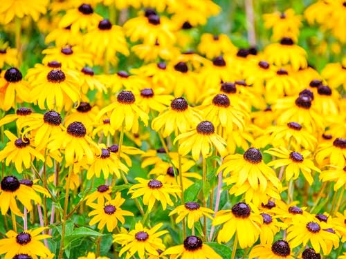 Greenwood Nursery: Live Perennial Plants - Black-Eyed Susan + Rudbeckia Fulgida Goldsturm - [Qty: 2X Pint Pots] - (Click for Other Available Plants/Quantities)