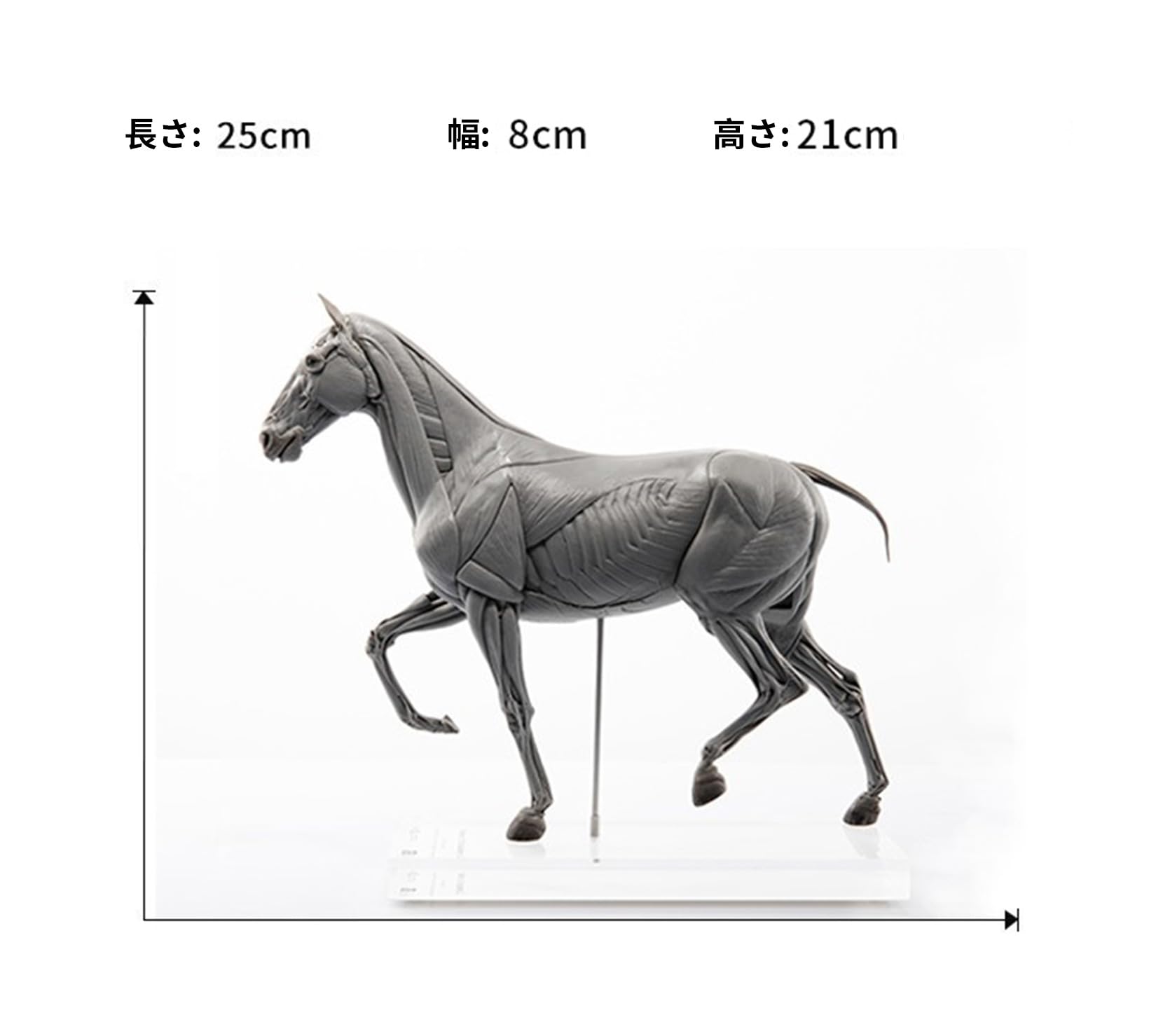 Amazon.co.jp: EVO 1/10 馬 競走馬 フィギュア 24cm 解剖モデル PVC製