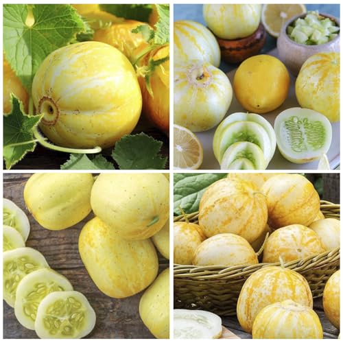 100Pcs Lemon Cucumber Seeds for Planting - Non-GMO Ideal for Containers & Home Garden