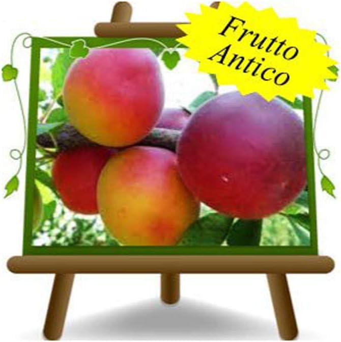 EURO PLANTS VIVAI Pero Kaiser o Imp Alessandro - Pianta da Frutto Antico su Vaso da 20 Innestata su Portainnesto - Max 170 cm - 2 Anni