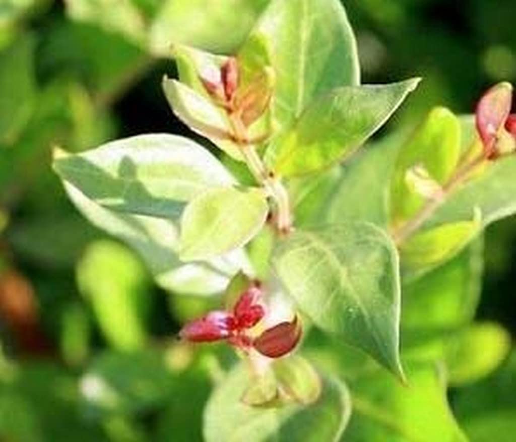 Creative Farmer Henna Tree (Lawsonia Inermis) Mailanchi/Mehadni Egyptian Privet Medicinal Plant Outdoor Balcony Hennaplant (Healthy Live Plant)