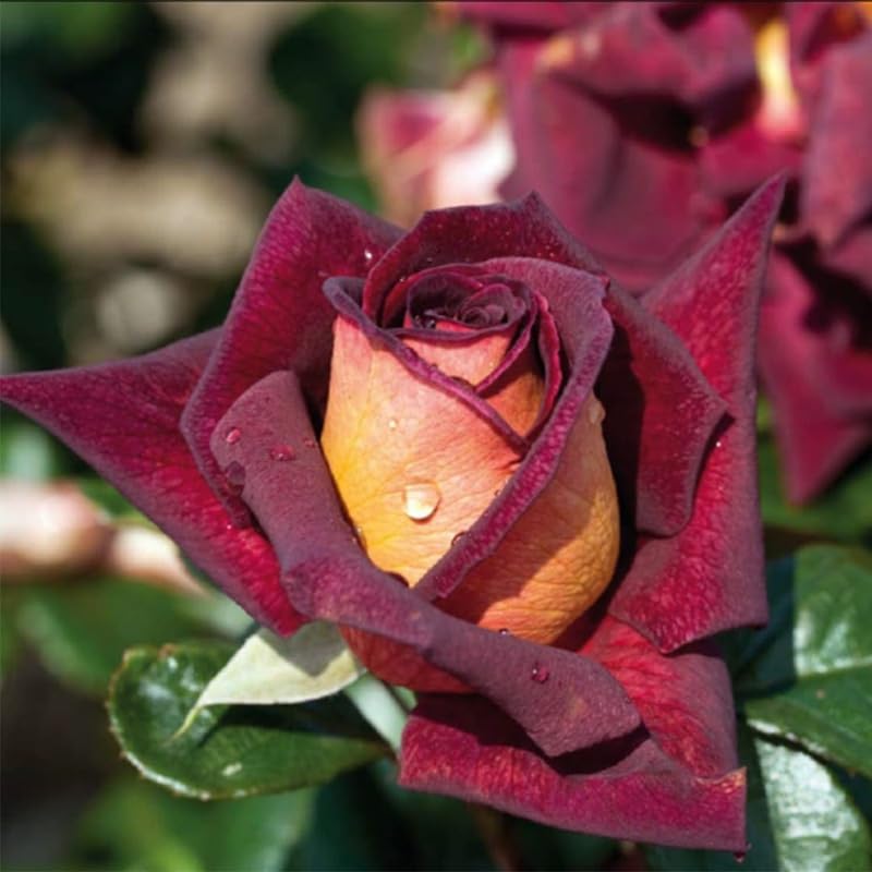 Amazon.com : Dark Night Live Rose Plant, Fragrant Garden Rose, 5-9