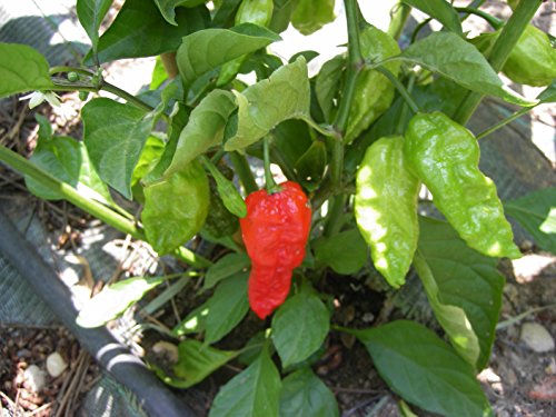 SEMI PEPERONCINO-NAGA MORICH SEMI PEPERONCINO-NAGA MORICH-