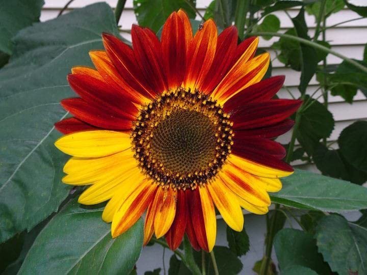 Ritz Farming® Sunflower Multicolor Shade 5 Flower Seeds For Your Garden |flower seed for home decore & gardening Pack of 60-70 seeds (B0BTZ4C2VD) Amazon Price History, Amazon Price Tracker