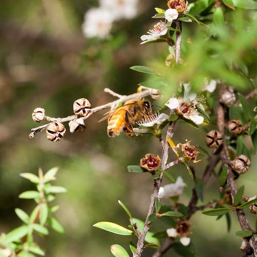 Egmont Honey Manuka Honing 1050+ MGO UMF 23+ origineel uit Nieuw-Zeeland *Limited Edition* (250g) - Image 8