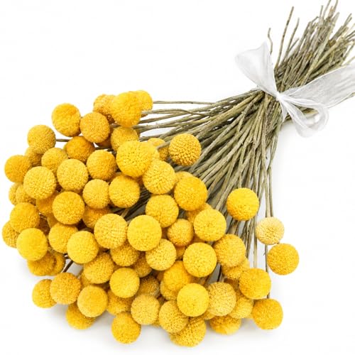 40 flores secas naturales Craspedia Billy Balls miniatura 1