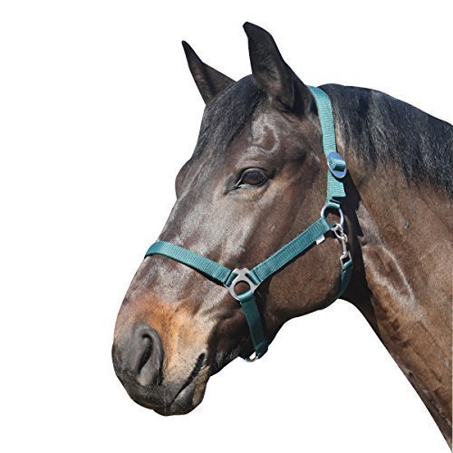 Eldorado Halfter Standard - grün - Shetty