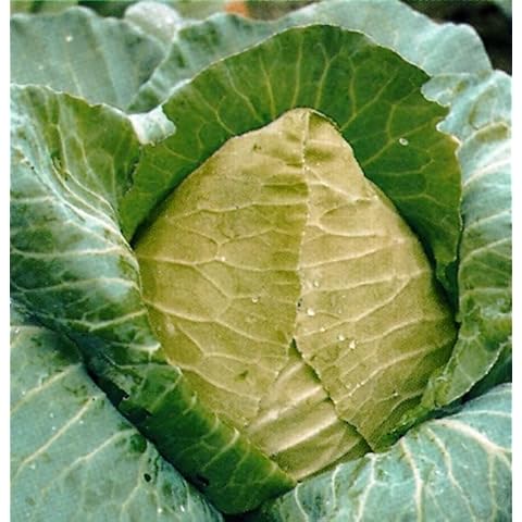 Organic Cuor di Bue Cabbage Seeds for Gardening Cover