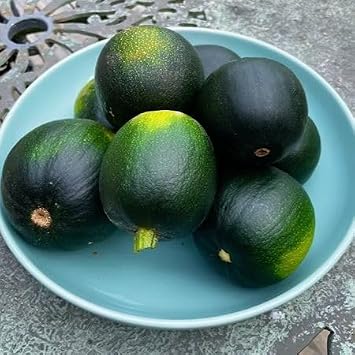 100pcs Green gem Squash Vegetable Seeds