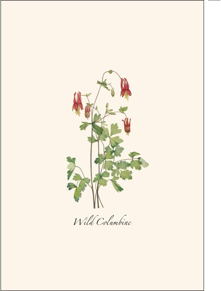 Earth Sky + Water - Meadow Wildflower Assortment Notecard Set - 8 Blank Cards with Envelopes (2 each of 4 styles) - Image 4