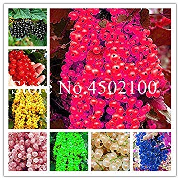 Ribes stabilimento Ameano Grosella espinosa Kimi, Dolce Lanterna Albero da frutto Paesaggio vegetale per la casa e Giardino - 100 Pz: Mixto