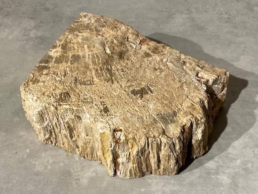 Amazon.co.jp: 天然 珪化木ペトリファイドウッド 約1300g 原石