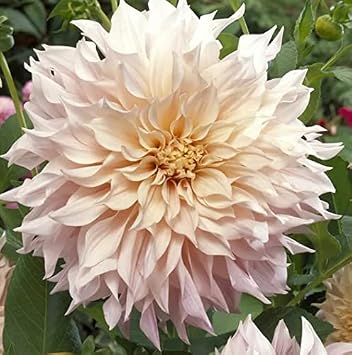 Dahlia Cafe Au Lait Dinner Plate Bulb - Pink Peach Creme - Weddings، Mothers Day Cut Flowers - Blue Buddha Farm
