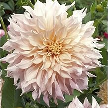Dahlia Cafe Au Lait Dinner Plate Bulb - Pink Peach Creme - Weddings, Mothers Day Cut Flowers - Blue Buddha Farm