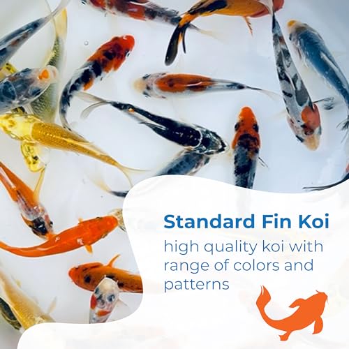 image for Toledo Goldfish Standard Fin Koi, Variety of Colors and Patterns - Bea