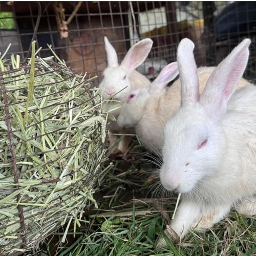 Image of Timothy Hay for Rabbits, Guinea Pigs and Hamsters for All Life Stages | 100% Natural | HIGH Fiber Food (Pack of 4)