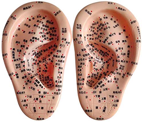 Modèle de point d'oreille acouponcture et massage méridiens - 2