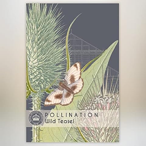 Thompson & Morgan Wild Teasel Seed Packet Cover