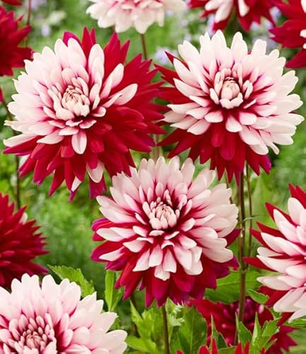 BALDUR Garten Dahlie 'Rebecca's World',2 Stück, jede Blüte bringt eigenes Farbspiel, lang blühend & ausgefallen, perfekt für Blumensträuße & in Töpfen, mehrjährig, pflegeleicht