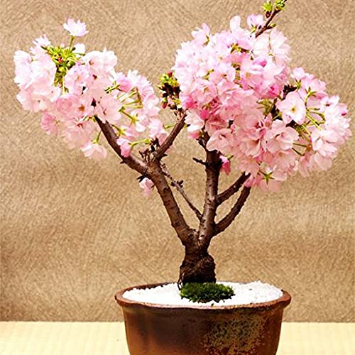 Radny 20 piezas Mini árbol de bonsai de cerezo rosa Sakura