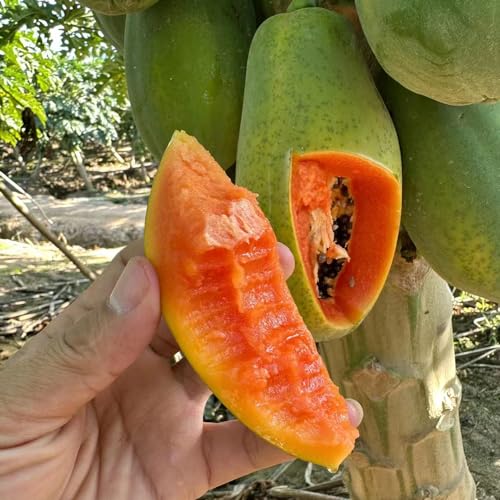 Quali Semi di Papaya Biologici Comprare? La Classifica Dei 5 Più
