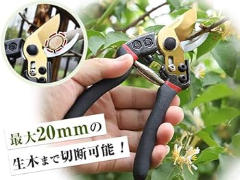 51o3uZpvMGL._AC_UF350,