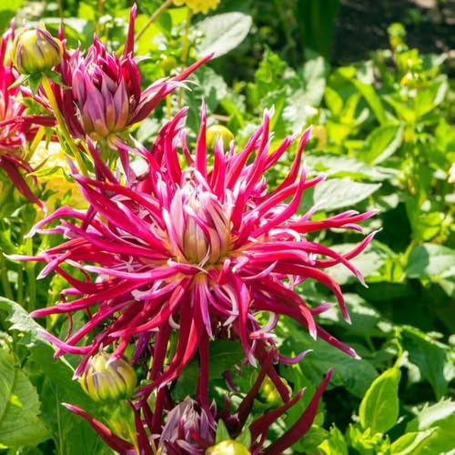 1 x Dahlia Cactus Hollyhill Spider Woman – Dramatic Spikey Blooms – Summer Flowering Bulb – Perennials – Adds Exotic Touch to Borders – for Your Beautiful Garden