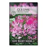 Sow Right Seeds - Spider Blend Cleome Seeds for Planting Outdoors - Non-GMO Heirloom Variety - Easy and Fast to Grow - Annual Flower for Vibrant Gardens - Ideal for Butterfly Attracting (1)