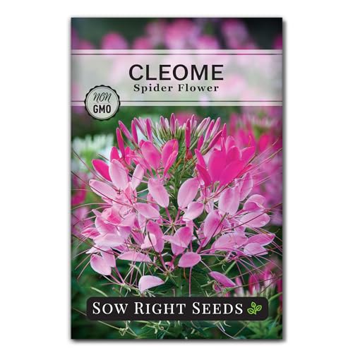 Sow Right Seeds - Spider Blend Cleome Seeds for Planting