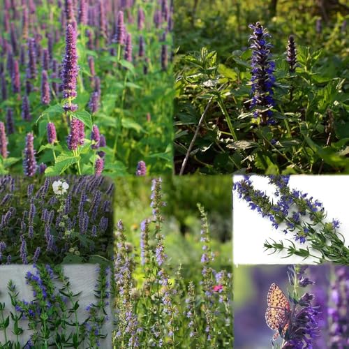 semillas hisopo, balcón con cama elevada resistentes para balcones balcón semillas organicas 55pcs