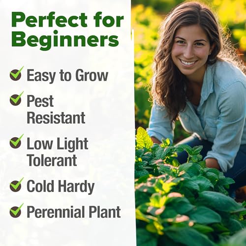 Image of HOME GROWN Non GMO Peppermint Seeds Pack 2,370 Heirloom Mint Seeds for Planting. Grow Peppermint Plants in Your Herb Garden Indoors or Outdoors (Mentha x piperita)
