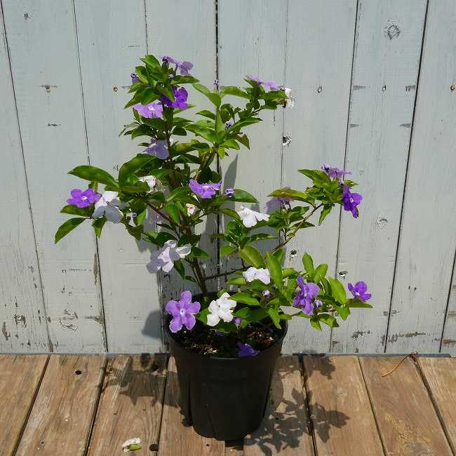 Amazon.co.jp: ニオイバンマツリ 5号 苗 鉢植え バンマツリ 香りの花