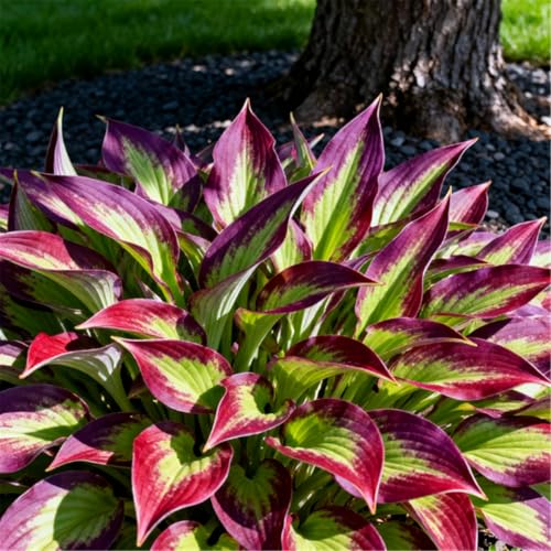 Rizomi di Hosta resistenti al freddo/Hosta/Piantagione da esterno/Svernamento sicuro/Purificazione dell'aria-4 PCS-A