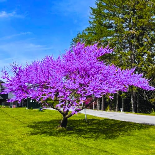 Set of 2 Eastern Redbud Trees Live Plants Quart Size