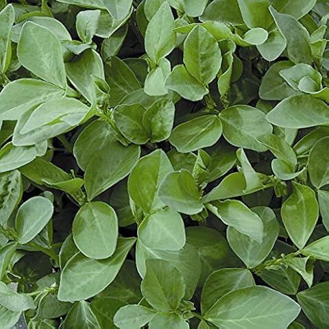 Suffolk Herbs - Green Manures - Field Beans Seeds Cover
