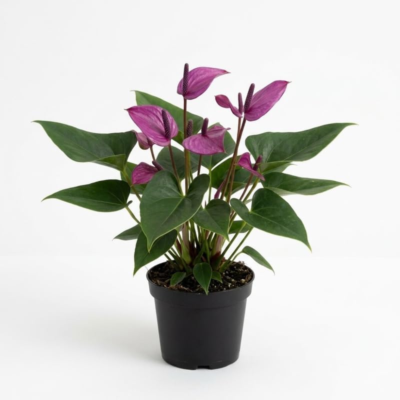 Purple Anthurium Plants Live for Houseplants, 4 Inch Pot, Heart-Shaped Tropical Flowers for Home Decor and Indoor Desktop Rows